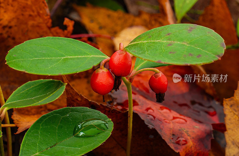 茶莓，Checkerberry, Boxberry和美国冬青，是一种小灌木，原产于北美东北部，苏必利尔湖州立森林，靠近纽贝里，上半岛，密歇根州。配红莓。杜鹃花科
